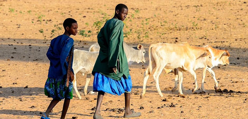 Landrechte In Afrika Todliche Konflikte Zwischen Ackerbauern Und Viehzuchtern Volker Seitz Eigentumlich Frei